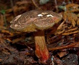 Boletus chrysenteron image
