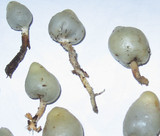 Psilocybe weraroa image