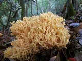 Ramaria rasilispora image