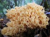 Ramaria rasilispora image