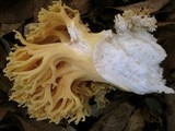 Ramaria rasilispora image