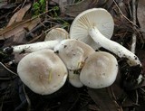 Hygrophorus agathosmus image