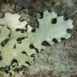 Image of Bulbothrix isidiza