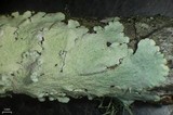 Canoparmelia cryptochlorophaea image