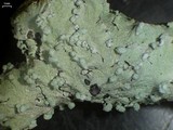 Canoparmelia cryptochlorophaea image