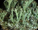 Cladonia floridana image