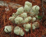 Cladonia evansii image
