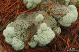 Cladonia evansii image