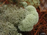 Cladonia evansii image