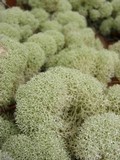 Cladonia evansii image