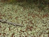 Cladonia evansii image
