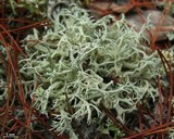 Cladonia pachycladodes image