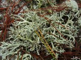 Cladonia pachycladodes image