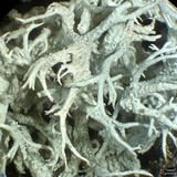 Cladonia pachycladodes image