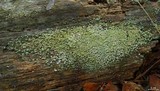 Cladonia parasitica image