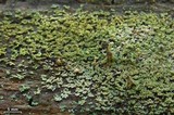 Cladonia parasitica image