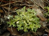 Cladonia prostrata image