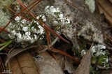 Cladonia prostrata image
