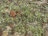 Cladonia prostrata image