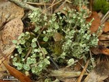 Cladonia rappii var. exilior image