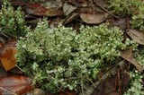Cladonia rappii var. exilior image