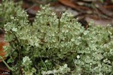 Cladonia rappii var. exilior image