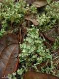 Cladonia rappii var. exilior image