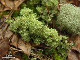 Cladonia rappii var. exilior image