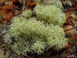 Cladonia subtenuis image