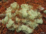 Cladonia subtenuis image