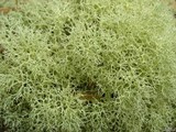 Cladonia subtenuis image