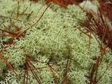 Cladonia subtenuis image