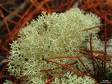Cladonia subtenuis image