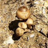 Panaeolus cinctulus image