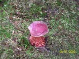 Boletus frostii image