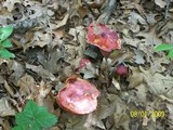 Boletus frostii image