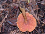 Hygrophoropsis aurantiaca image