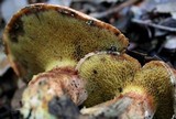 Suillus caerulescens image
