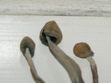 Panaeolus cinctulus image