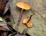 Phaeocollybia attenuata image