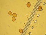 Phaeocollybia attenuata image