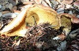 Suillus caerulescens image