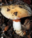 Cortinarius glutinosoarmillatus image