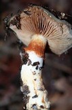 Cortinarius glutinosoarmillatus image