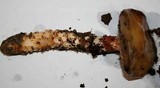 Cortinarius glutinosoarmillatus image