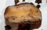 Cortinarius glutinosoarmillatus image
