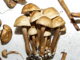 Panaeolus cinctulus image