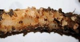 Cortinarius glutinosoarmillatus image