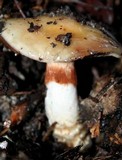 Cortinarius glutinosoarmillatus image