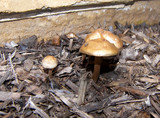 Panaeolus cinctulus image